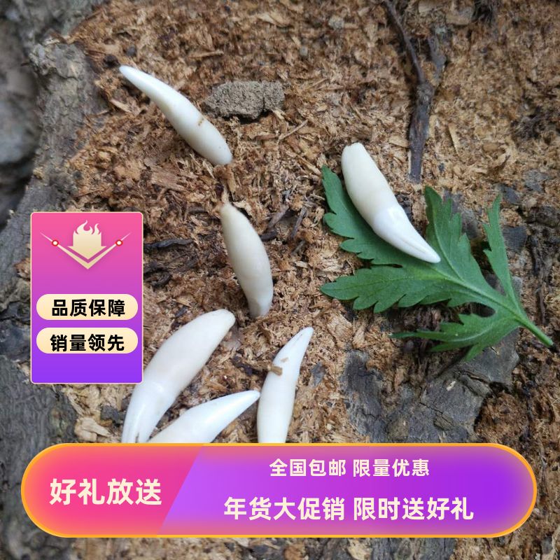 标本牙吊坠真品牙齿男女款脚链宝宝婴儿成人小孩2颗真喵牙 牙
