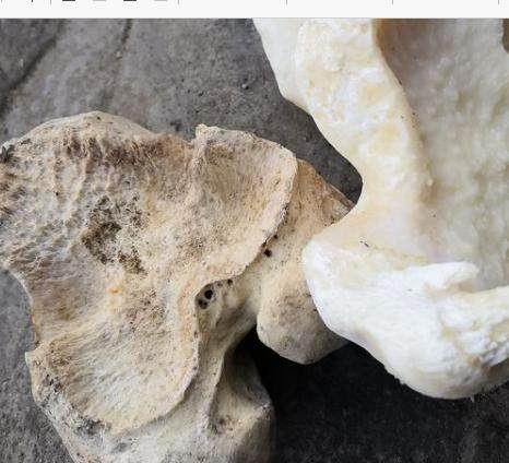 牛膝盖骨头骨装饰牦牛头骨装饰标本壁挂藏区标本特色壁饰真牛头骨