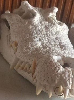 鱼头骨消毒脱脂凯门标本尼罗动物真品暹罗骷颅头定做养殖