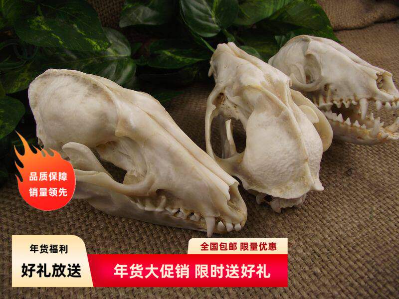 工艺品装饰品牦牛头骨民间工艺智慧招财天然真huli骨标本65
