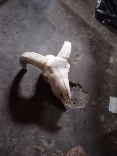 羊头骨摆件造景装饰品鱼缸水族箱装饰蝎子守蜘蛛蜥蜴蛇蟒骷髅头骨