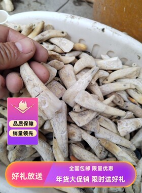 现拔真牛牙项链情侣牙吊坠儿童黑牙饰品手链男女士骨质汪汪牙