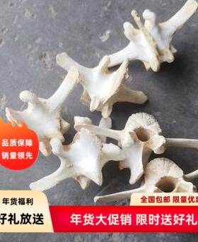 收藏拼装自然头羊脊椎骨标本