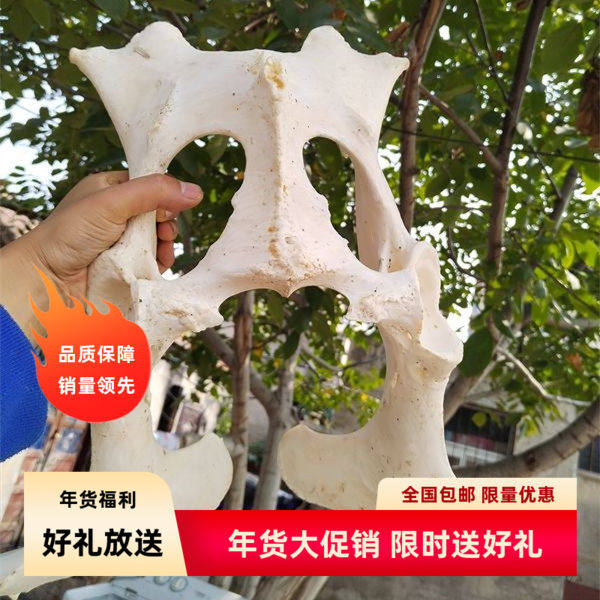 牛新款头骨工艺品牦牛头装坐骨一套真牛羊头骨标本背壁挂件墙饰