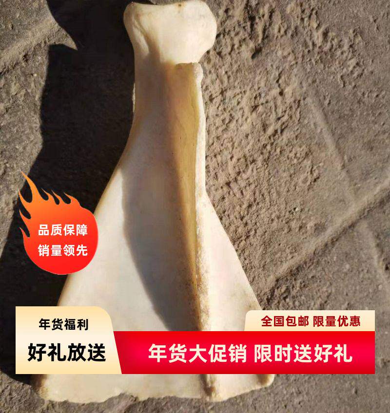 牛羊大片骨工艺品牦牛肩甲骨装饰品纯正真牛羊头骨标本壁挂件墙饰