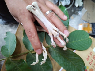 鸟类爪子骨标本龙飞凤舞骨骼标本骨架子拼接教具 教学展解剖研究