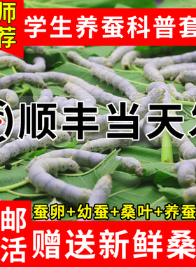 【顺丰当天发】蚕宝宝学生养蚕套装幼虫活体蚕卵1龄234龄新鲜桑叶
