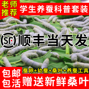 幼虫活体蚕卵1龄234龄新鲜桑叶 蚕宝宝学生养蚕套装 顺丰当天发