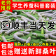 幼虫活体蚕卵1龄234龄新鲜桑叶 蚕宝宝学生养蚕套装 顺丰当天发