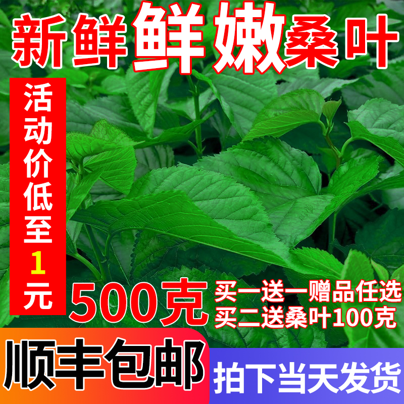 新鲜嫩桑叶学生养蚕套装现摘大桑叶小叶农家养蚕专用饲料不打药 宠物/宠物食品及用品 蚕宝宝 原图主图