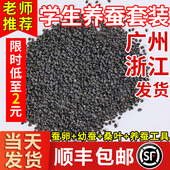 蚕宝宝蚕卵蚕籽学生养蚕套装 活体蚕种春蚕送孵化盒鹅毛桑叶包孵化