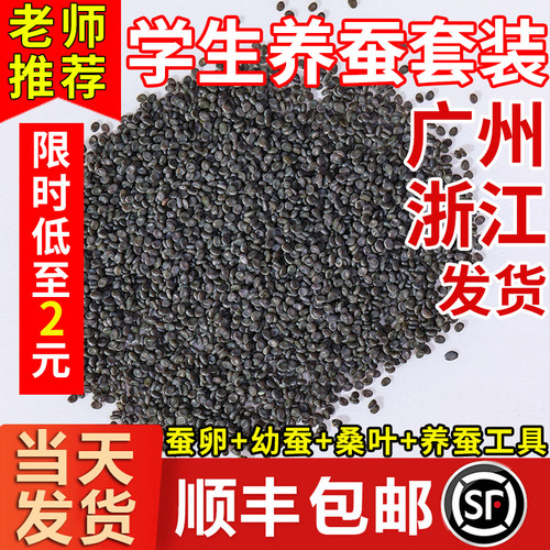 蚕宝宝蚕卵蚕籽学生养蚕套装活体蚕种春蚕送孵化盒鹅毛桑叶包孵化