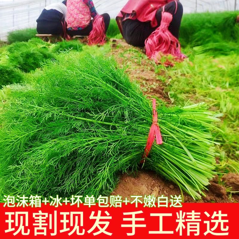 现货包邮山东茴香菜新鲜鲜嫩小茴香苗菜现割大茴香苗产地直销荤香