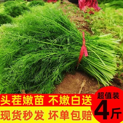 现割山东茴香菜苗绿色蔬菜4斤