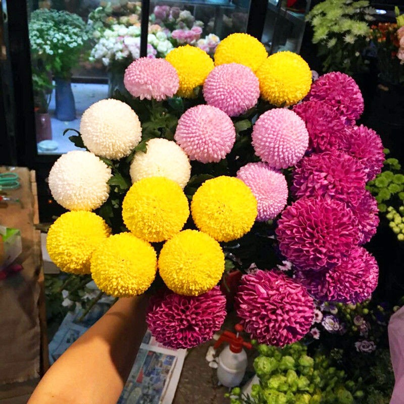 乒乓菊种子盆栽鲜花易种活植物阳台室内外球菊花四季花卉雏菊种籽