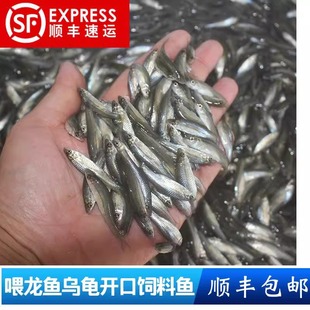 麦穗鱼苗活饵料鱼乌龟活食龙鱼活体饲料鱼冷水淡水鱼小鱼活体群游