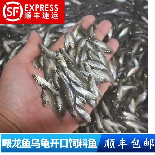 活体麦穗鱼喂乌龟的小鱼苗