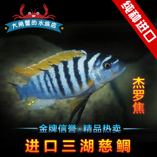 进口三湖慈鲷马鲷岩栖类黄顶阿芙拉 杰罗礁 热带鱼观赏鱼