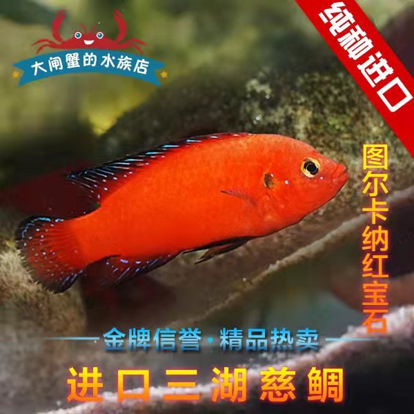 三湖慈鲷图尔卡纳红宝石观赏鱼