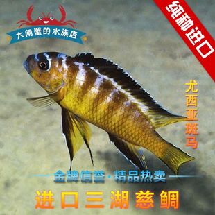 台湾进口三湖慈鲷三湖马鲷岩栖类尤西亚斑马 乌西斯亚斑马热带鱼