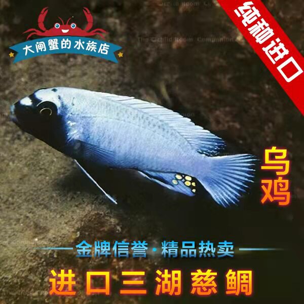 台系进口三湖慈鲷 马鲷 岩栖类 乌鸡 白顶海拉 特兰斑马 活体包损
