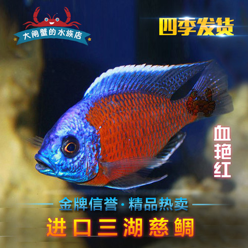 台系坦鲷艳红5厘米热带鱼