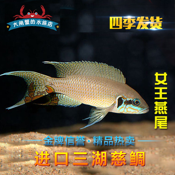 台系进口三湖慈鲷坦鲷女王活体