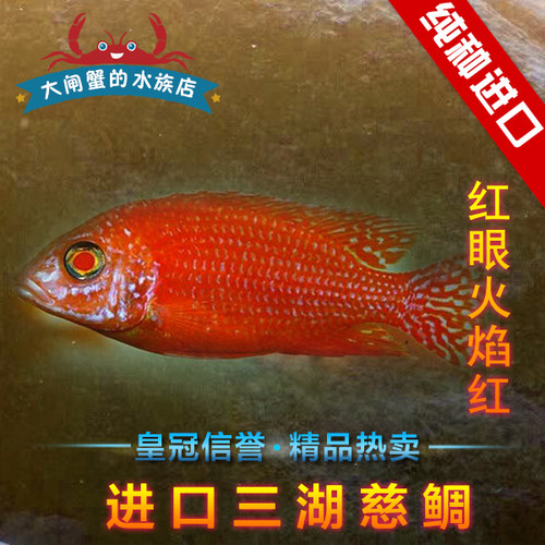 特价台系火焰红赤瞳白化三湖慈鲷
