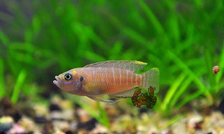 台系进口三湖慈鲷 坦鲷卷贝鱼 小丑贝 贝壳鱼热带鱼观赏鱼