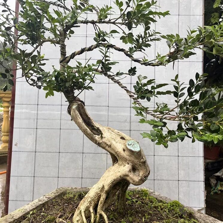 小叶黄杨熟桩瓜子黄杨树苗瓜子黄杨盆景独杆高杆黄杨苗盆栽高档盆