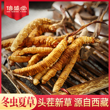 西藏那曲正品冬虫夏草5~6根/克正宗虫草干货1g散礼盒装天然新鲜