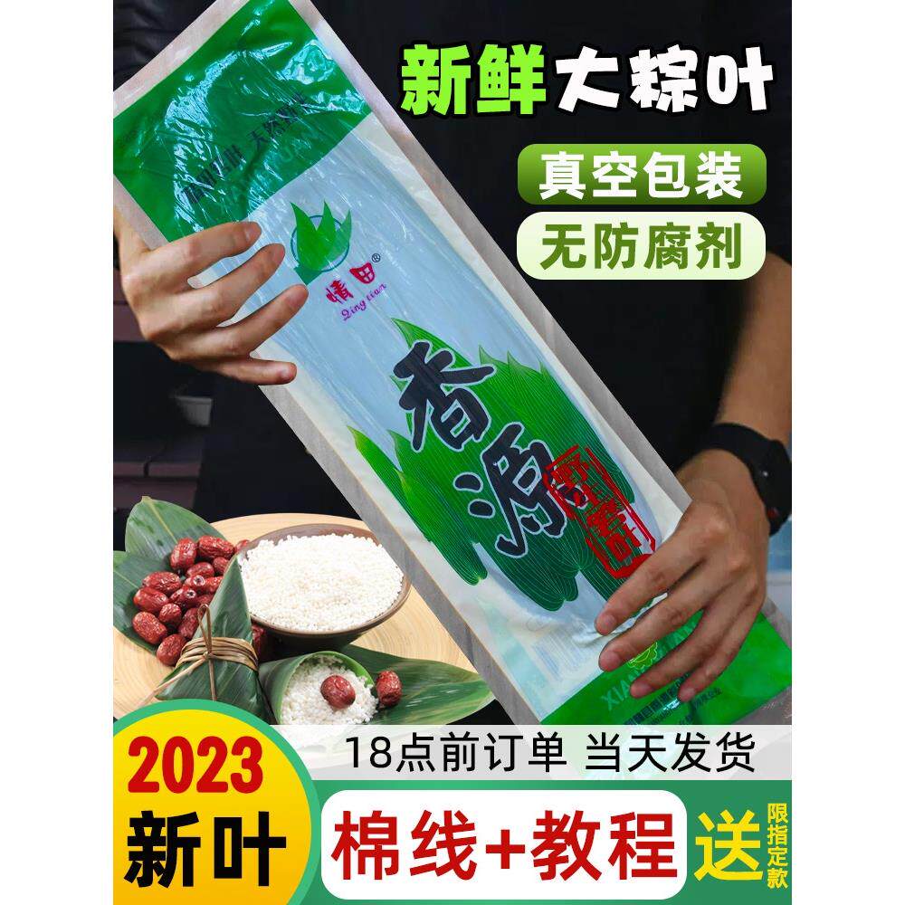 粽叶粽子叶新鲜大号芦苇叶种竹叶商用免邮南方野生包粽的叶子新叶