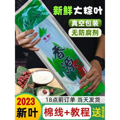 粽子叶新鲜大号竹叶商用