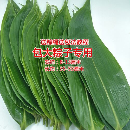 新鲜大粽叶鲜粽叶粽子叶