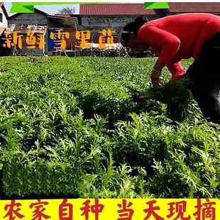 雪里红农产品青菜蔬菜时令当季冲菜产地直销新鲜包邮可腌制咸菜