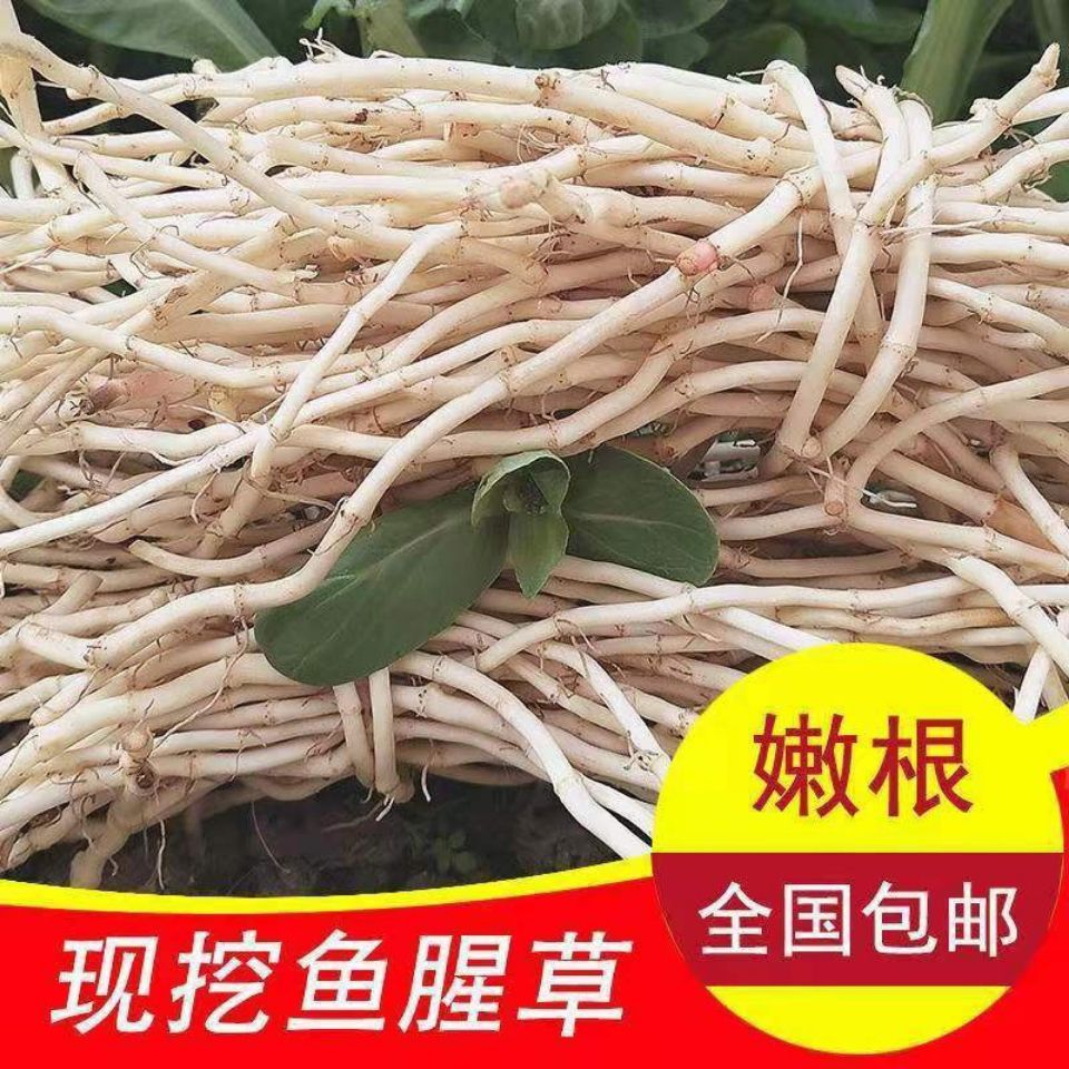 新鲜洗净鱼腥草折耳根嫩根节节根凉拌下饭菜新鲜蔬菜火锅食材煲汤