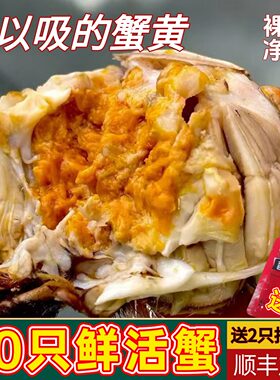 兴化六月黄公蟹去绳裸重鲜活大闸蟹活蟹现货30只螃蟹次日达香辣