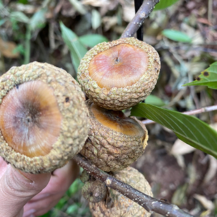 广西野生风流果泡酒中药滋补阴阳子石头果500g 包邮