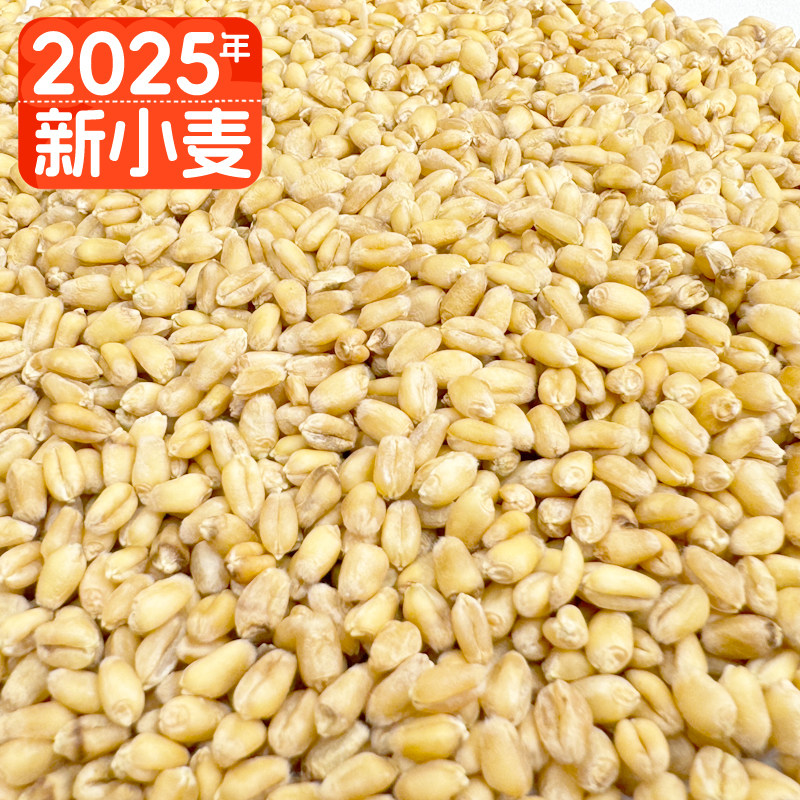 2025年新小麦粒农家带皮小麦磨面粮食发芽猫草喂鸽子带皮麦子,粮油调味/速食/干货/烘焙,特色米/面粉/杂粮,淘宝优惠券,粉丝福利购,淘宝优惠卷