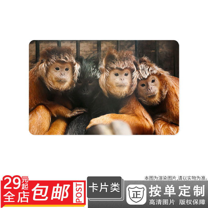 130283 灵长类动物猴子野生动物毛茸茸图卡贴双面卡单面卡防晒|ruв категории персональные настройки/разработка услуг/DIY, другие настройки, другие товары настройки - от Buy2taobao.com для оказания профессиональной услуги покупки агента Taobao
