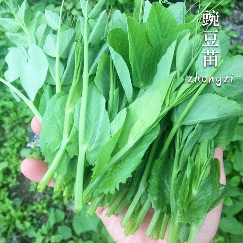 嫩甜清香豌豆苗种子四季盆栽蔬菜