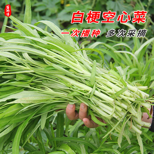 白梗柳叶空心菜种子种籽苗籽种