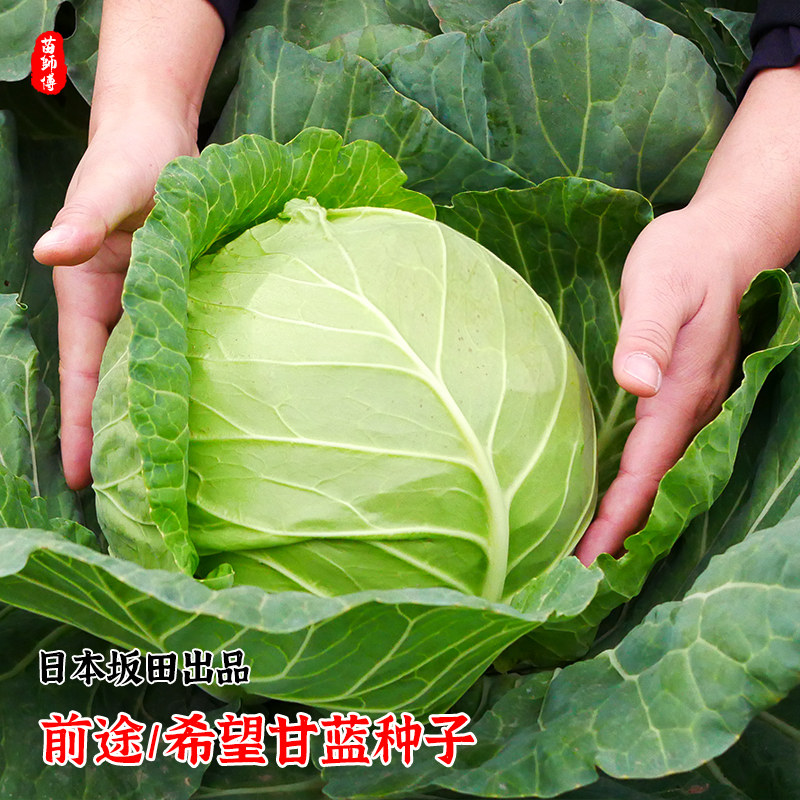 日本进口坂田希望前途甘蓝种子包心菜种籽春秋季四季甘兰蔬菜种孑