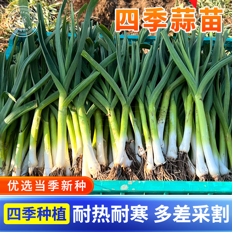 四季宽叶蒜苗蒜种子韭葱种籽海蒜青洋蒜苗蒜种红根紫皮阳台蔬菜苗