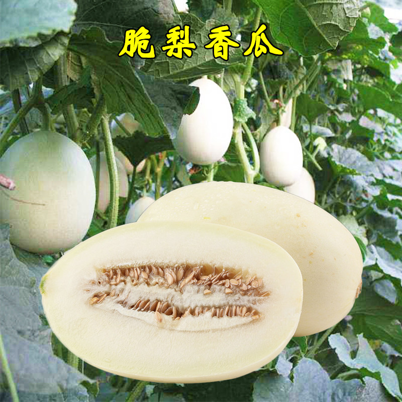春秋脆梨香瓜/甜瓜种子 超甜高产早熟薄皮白沙蜜哈密种籽瓜四季播