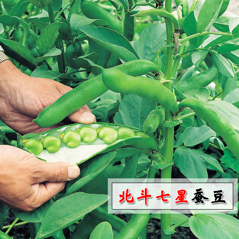 北斗七星蚕豆种子种籽 大粒型 高产农家特大黑胡豆春秋季播豆种孑