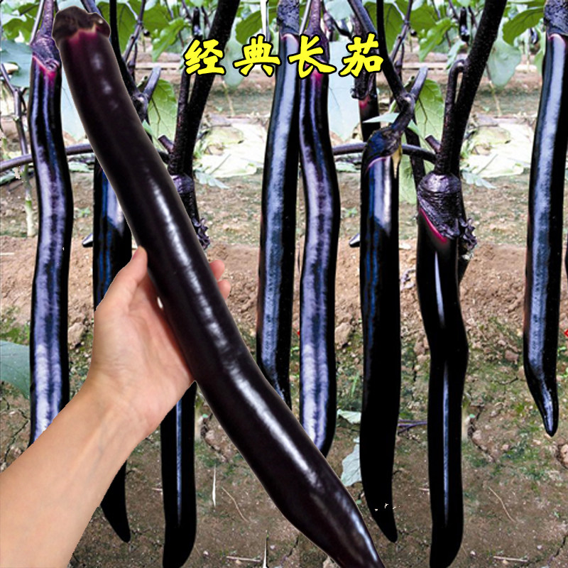 日本经典长茄子种子种籽黑紫色苗特长高产四季盆栽蔬菜苗秧孑秧苗