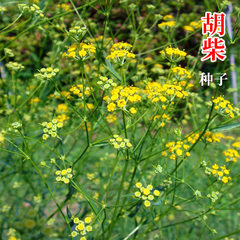 中柴2号胡柴种子中药材柴胡种籽山菜孑四季阳台盆栽野菜籽种_虎窝淘