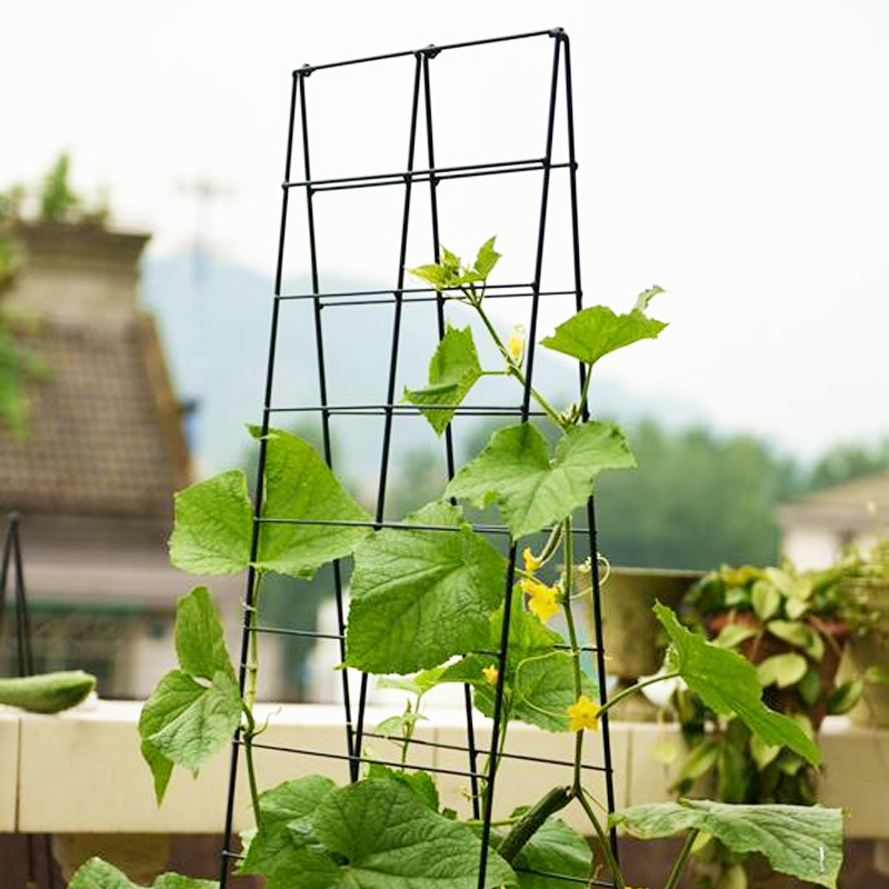 园艺植物花卉支架阳台种菜