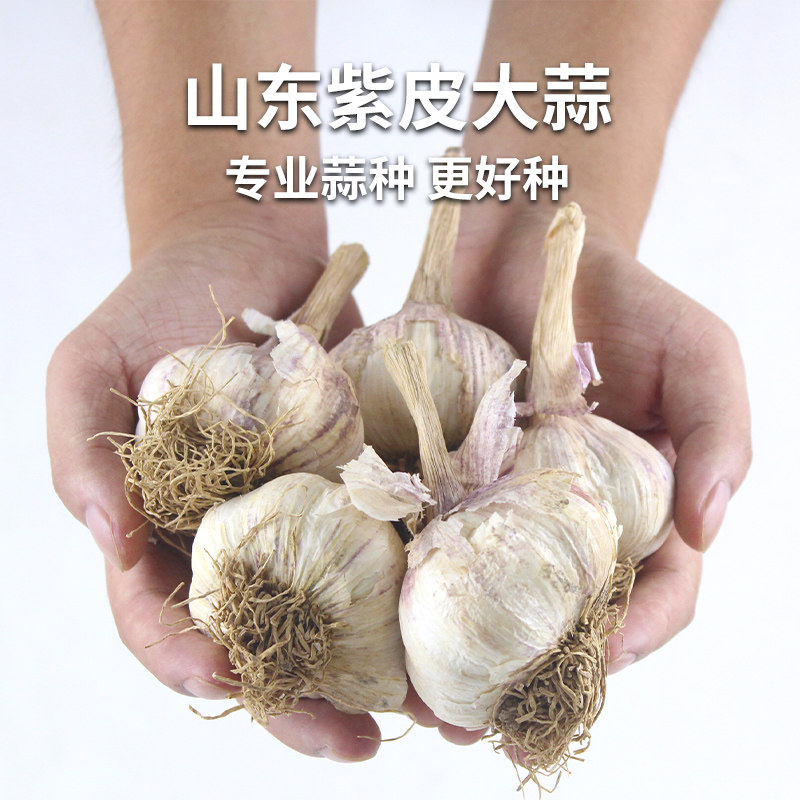 山东紫皮大蒜种子蒜种大蒜种红皮种蒜蒜子大蒜头种籽农家四季盆栽_虎窝淘